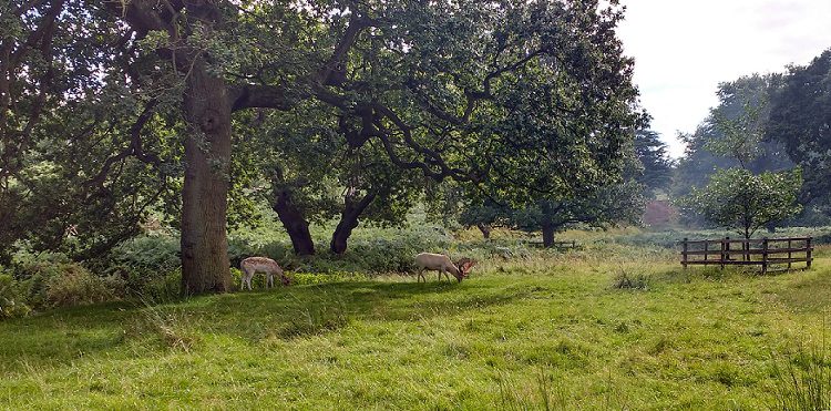Bradgate Park